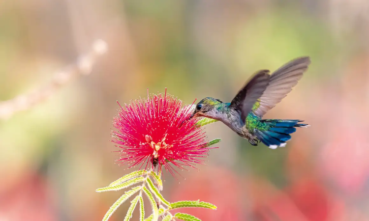 Primavera começa com calor intenso e baixa umidade em várias regiões do Brasil