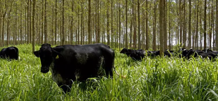 Programa ABC financia mais de 750 mil hectares com tecnologias de baixa emissão de carbono em 2020