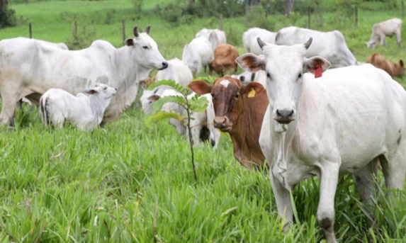 Região Oeste do Paraná registra queda de 90% nos casos de raiva em animais de produção