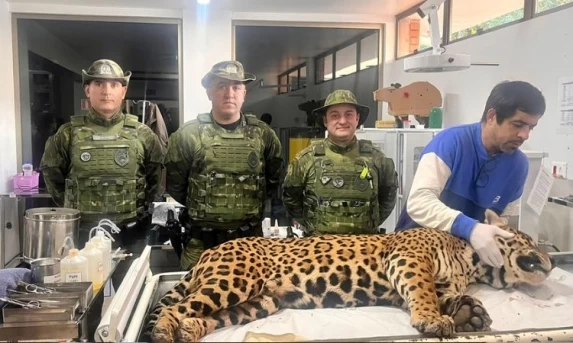RESGATE ANIMAL: Forças integradas e PM isolam área e resgatam onça-pintada de 75 kg em bairro residencial de Foz do Iguaçu