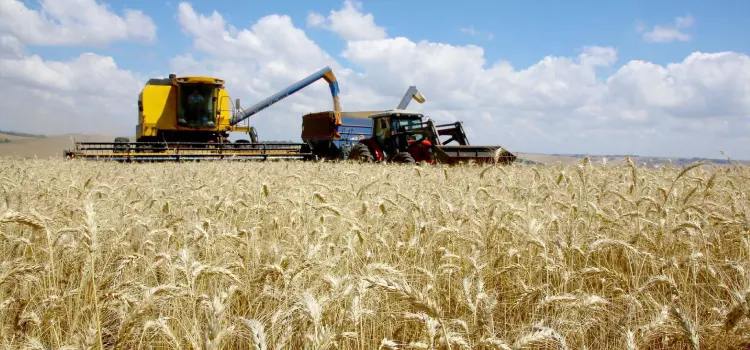 Ritmo do plantio de trigo ainda é lento, mas a expectativa é de produtividade recorde