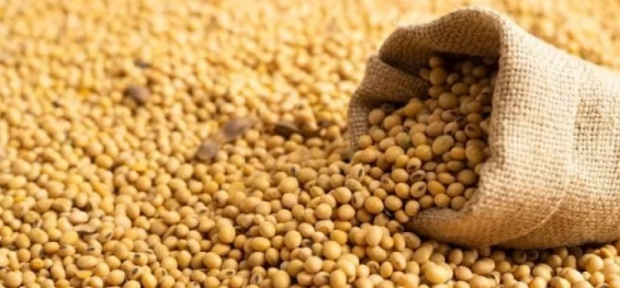 SAFRA 2023/2024: Governo reduz preços mínimos da soja, milho, algodão; confira.