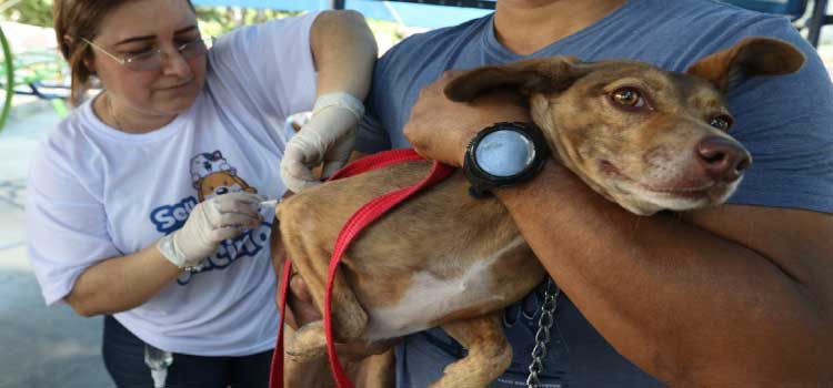 SAÚDE ANIMAL: Saiba a importância de vacina para prevenção da raiva.