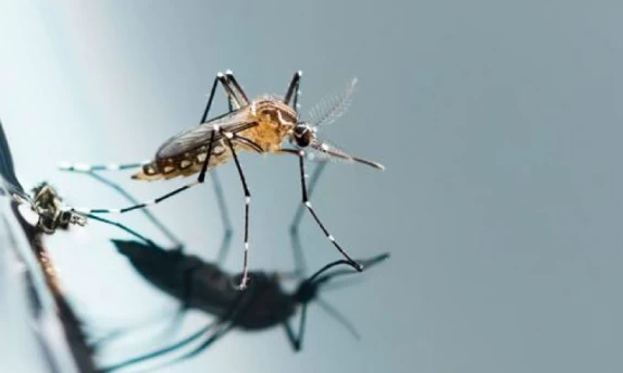 SAÚDE: Brasil alcança meio milhão de casos de dengue; número quadruplicou em relação ao início de 2023.
