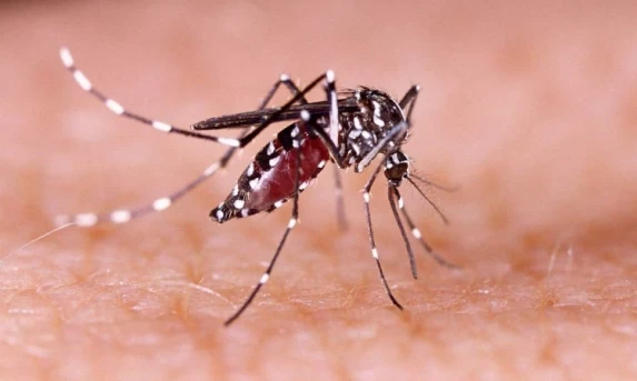 SAÚDE: Brasil pode bater recorde e ter 4,2 milhões de casos de dengue em 2024.