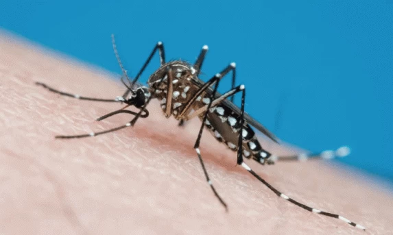 SAÚDE: Cascavel tem 336 casos confirmados de dengue.