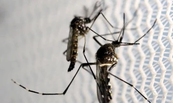 SAÚDE: Casos graves de dengue podem causar hepatite e insuficiência renal.