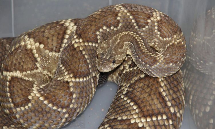 Saúde e Alerta: Paraná registra mais de dois acidentes com serpentes por dia; Verão aumenta o perigo