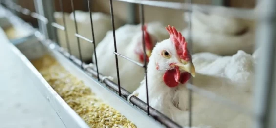 SAÚDE: Governo de SP decreta estado de emergência por gripe aviária.