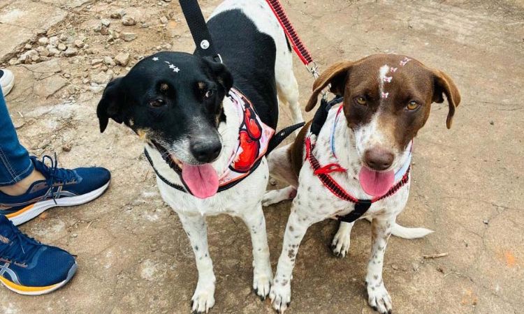 Saúde Única: CastraPet Paraná avança e soma milhares de esterilizações gratuitas em mais de 390 municípios