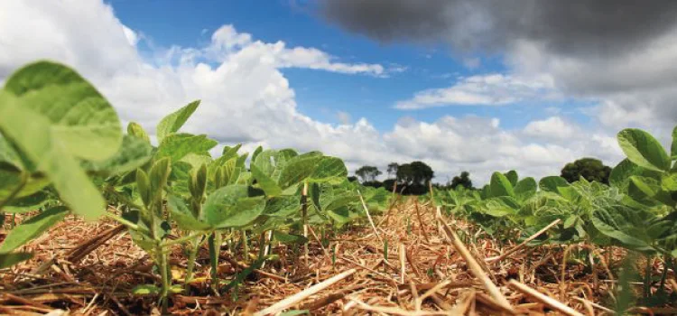 Seguro Rural: produtor pode se candidatar aos programas federal e estadual