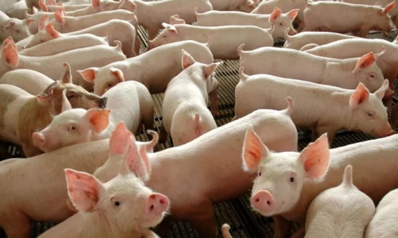 BC informa que teto para rotativo vale a partir desta quarta-feira