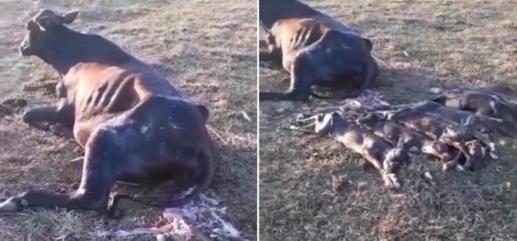 SURPREENDENTE: Vaca cria 6 bezerros em fazenda em Minas Gerais.