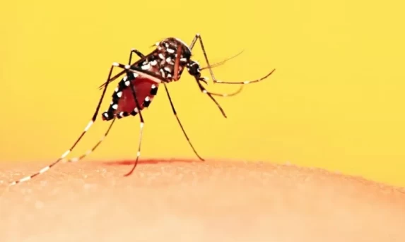 Surto de dengue no Brasil e América do Sul pode ser o pior da história, diz OMS.