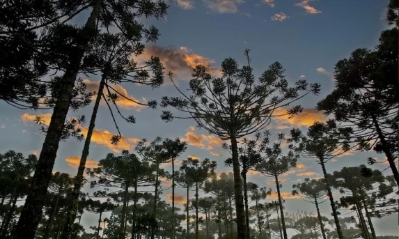 SUSTENTABILIDADE: Paraná reforça seu maior símbolo com a distribuição de 668 mil mudas de Araucária