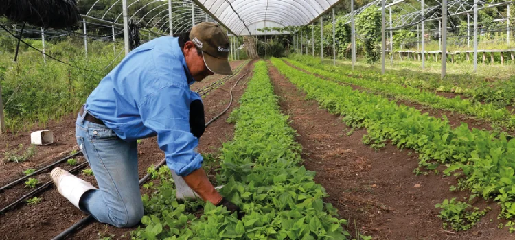 Tecpar chega a 700 certificações concedidas pelo Paraná Mais Orgânico