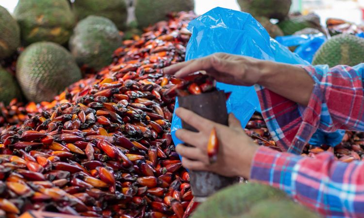 Temporada de Colheita do Pinhão Começa Oficialmente Nesta Quarta-feira no Paraná