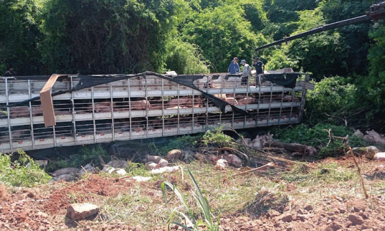 TRÂNSITO: Acidente na BR-163 em Maracaju. Carga de Suínos e Equipe de Resgate em Ação.