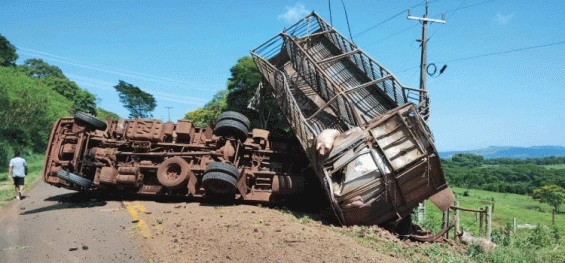 TRÂNSITO: Acidente na PR-488: Carreta com porcos tomba, causando morte de animais e interdição na pista.