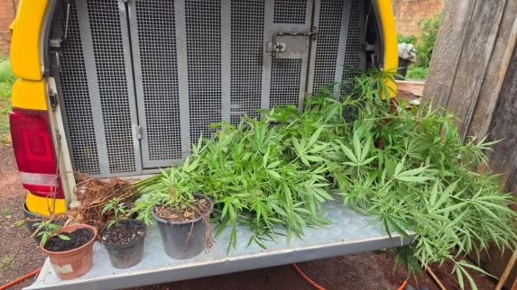 TRÊS BARRAS DO PARANÁ: Polícia Militar apreende plantação de maconha e prende homem em Três Barras do Paraná TRÊS BARRAS DO PARANÁ: Polícia Militar apreende plantação de maconha e prende homem em Três Barras do Paraná