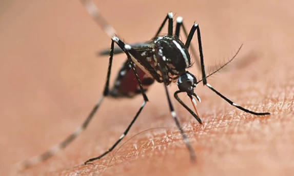 Vacinação contra a dengue é ampliada para mais 102 municípios do Paraná