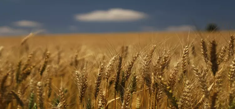 Valor Bruto da Produção Agropecuária cresce 21% em 2020 e alcança R$ 128,3 bilhões