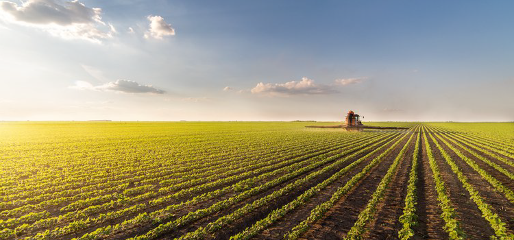 Valor da Produção Agropecuária está previsto em R$ 1,032 trilhão neste ano