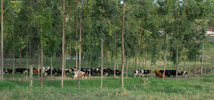 ​Estudo aponta crescimento da agricultura sustentável no Brasil